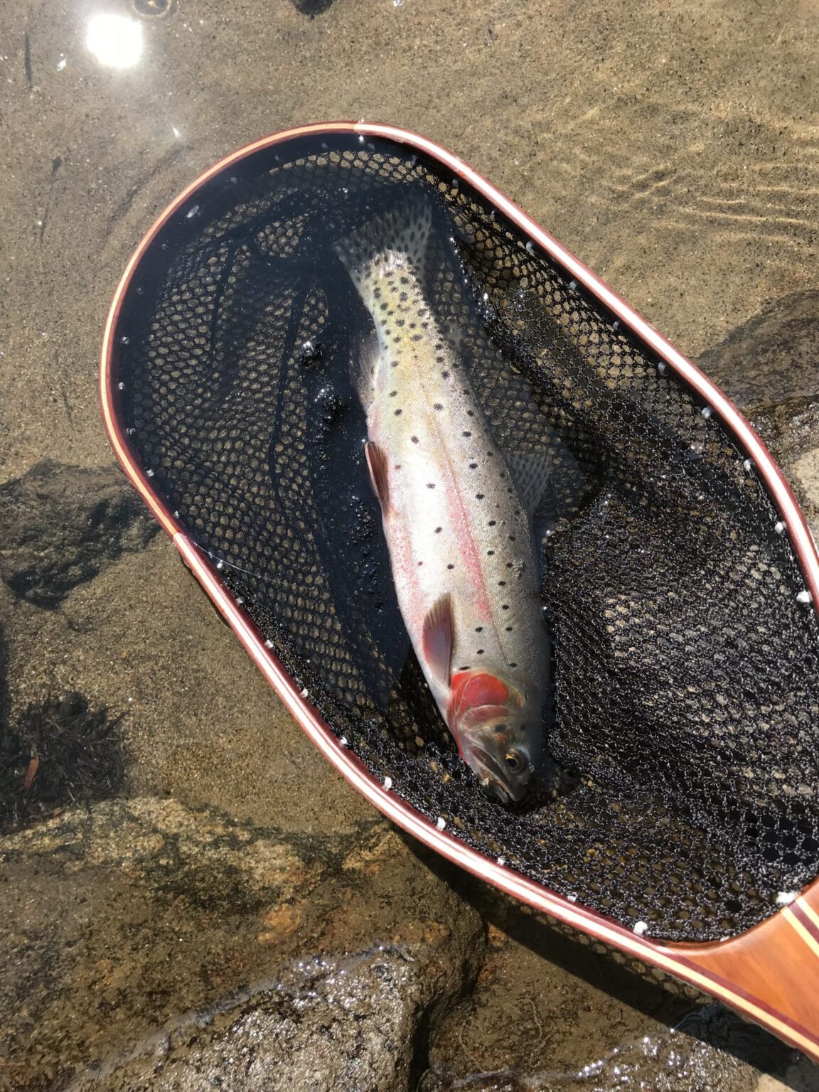 Fishing Odessa and Fern Lakes in Rocky Mountain National Park Angler